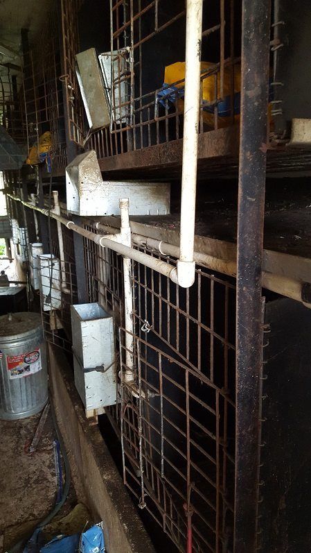 puppy_mill27.jpg
